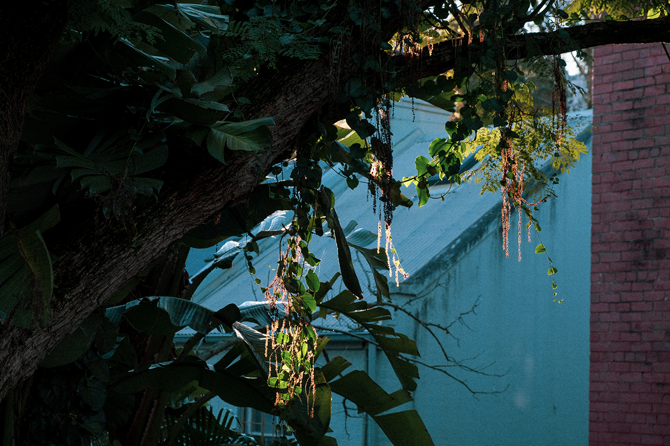Photography feature — Tree